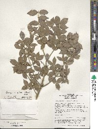 Euonymus alatus image