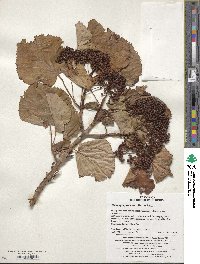 Hydrangea anomala subsp. petiolaris image