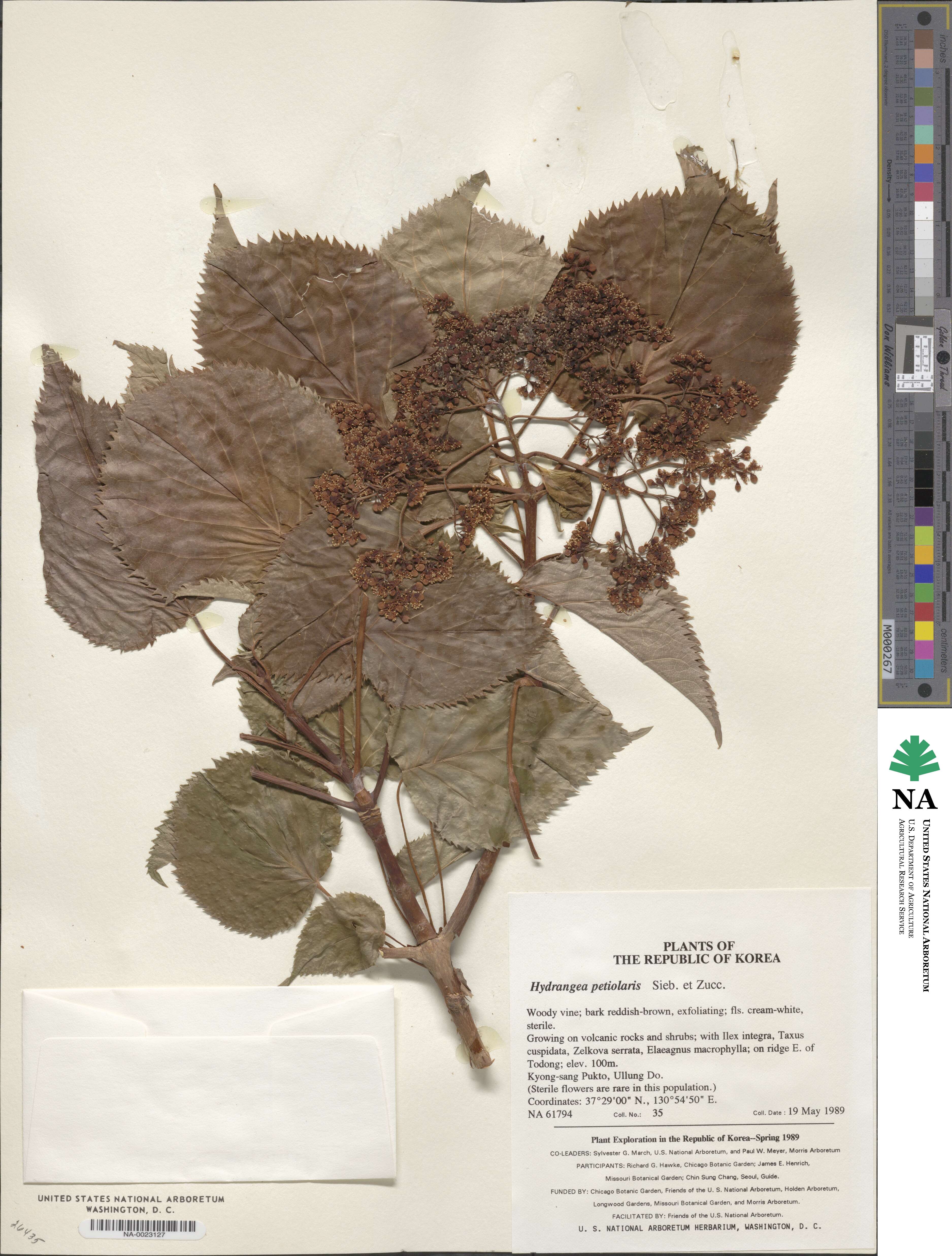 Hydrangea anomala subsp. petiolaris image