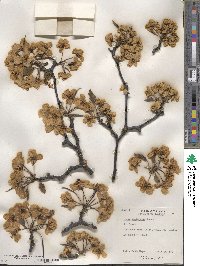 Pyrus calleryana image