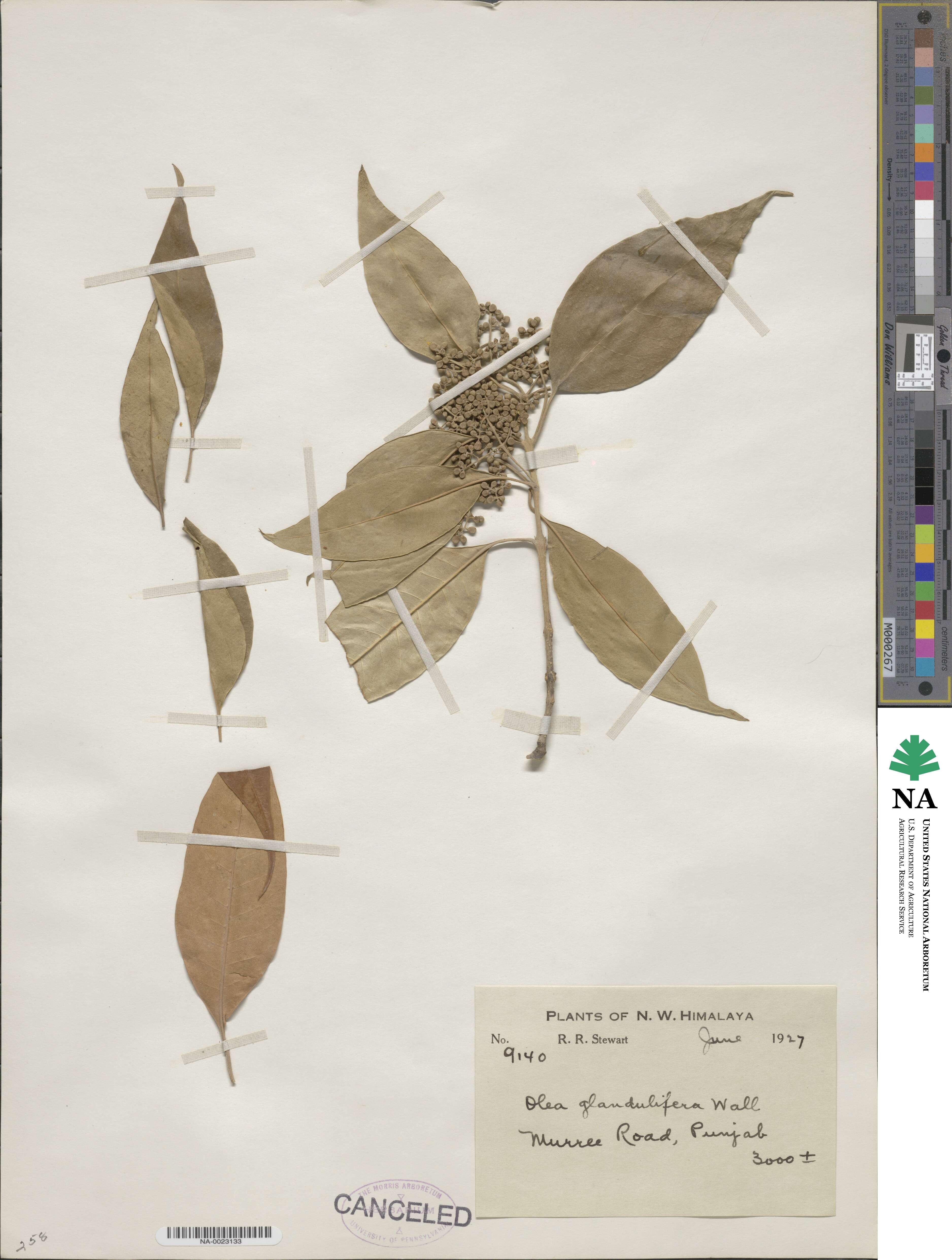 Olea paniculata image