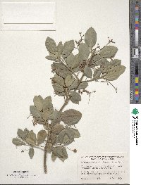 Euonymus fortunei image