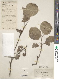 Prunus armeniaca image