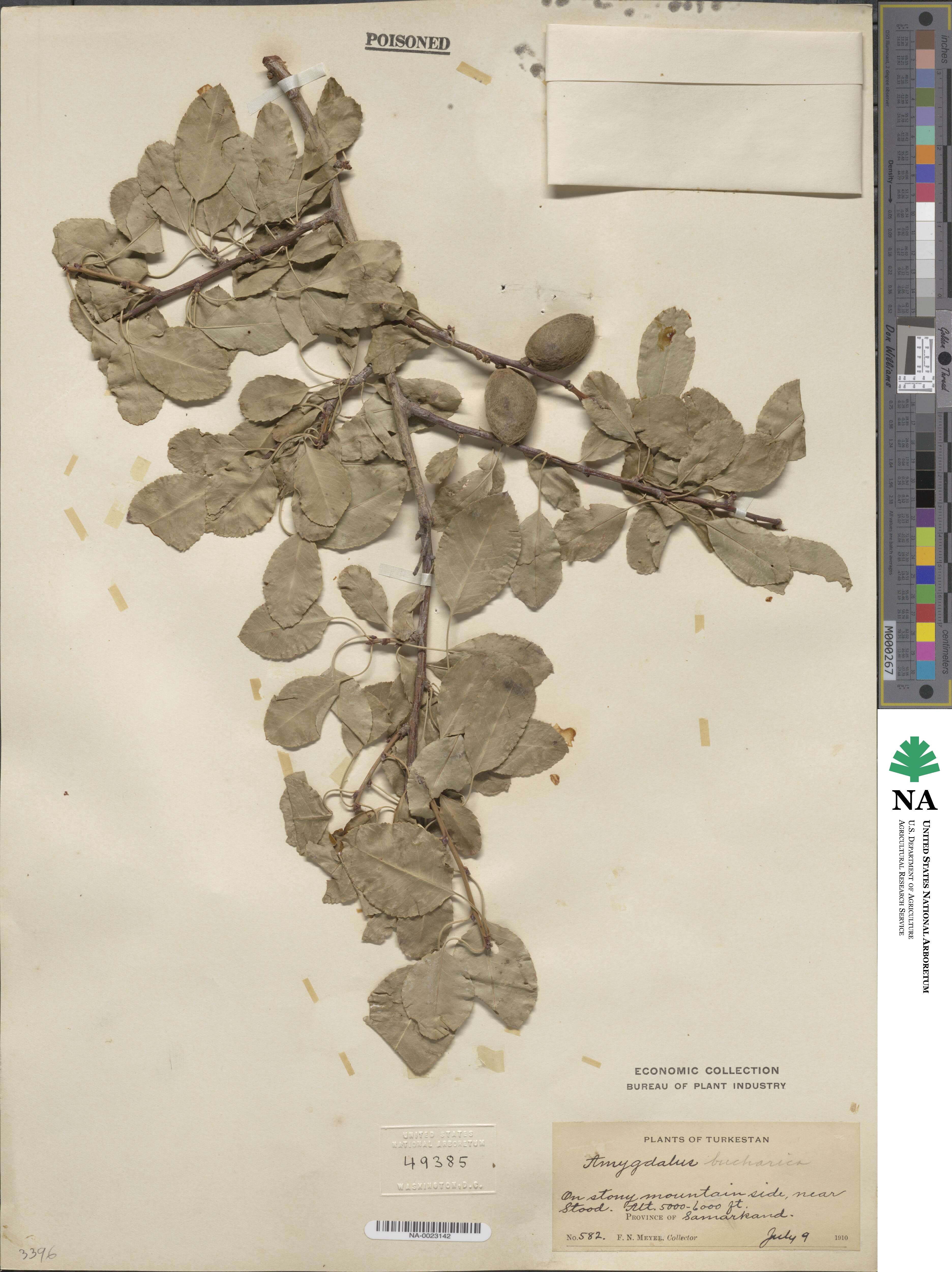 Prunus bucharica image
