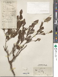 Prunus humilis image