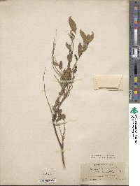 Gleditsia australis image