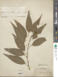 Prunus davidiana image