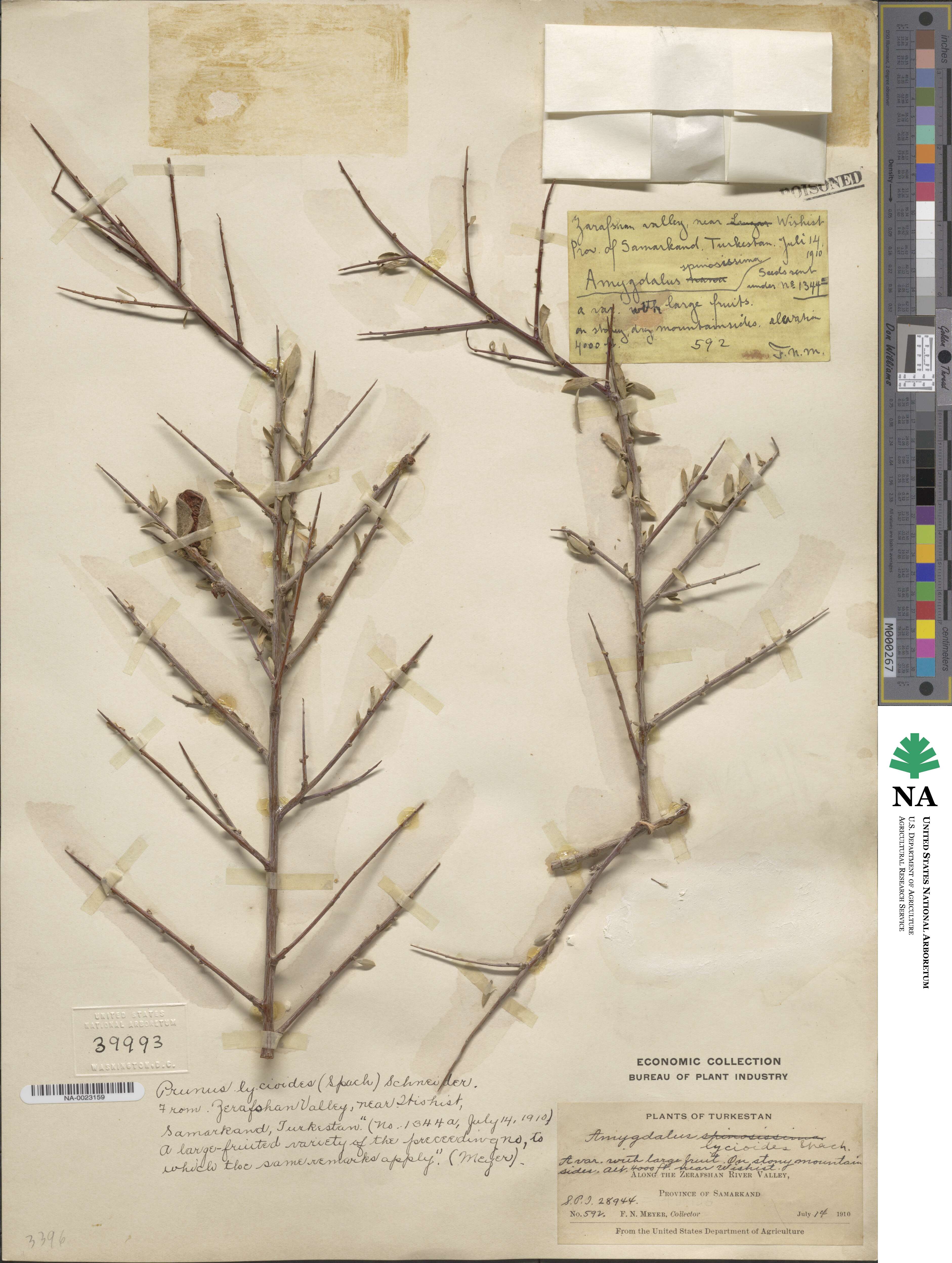 Prunus lycioides image