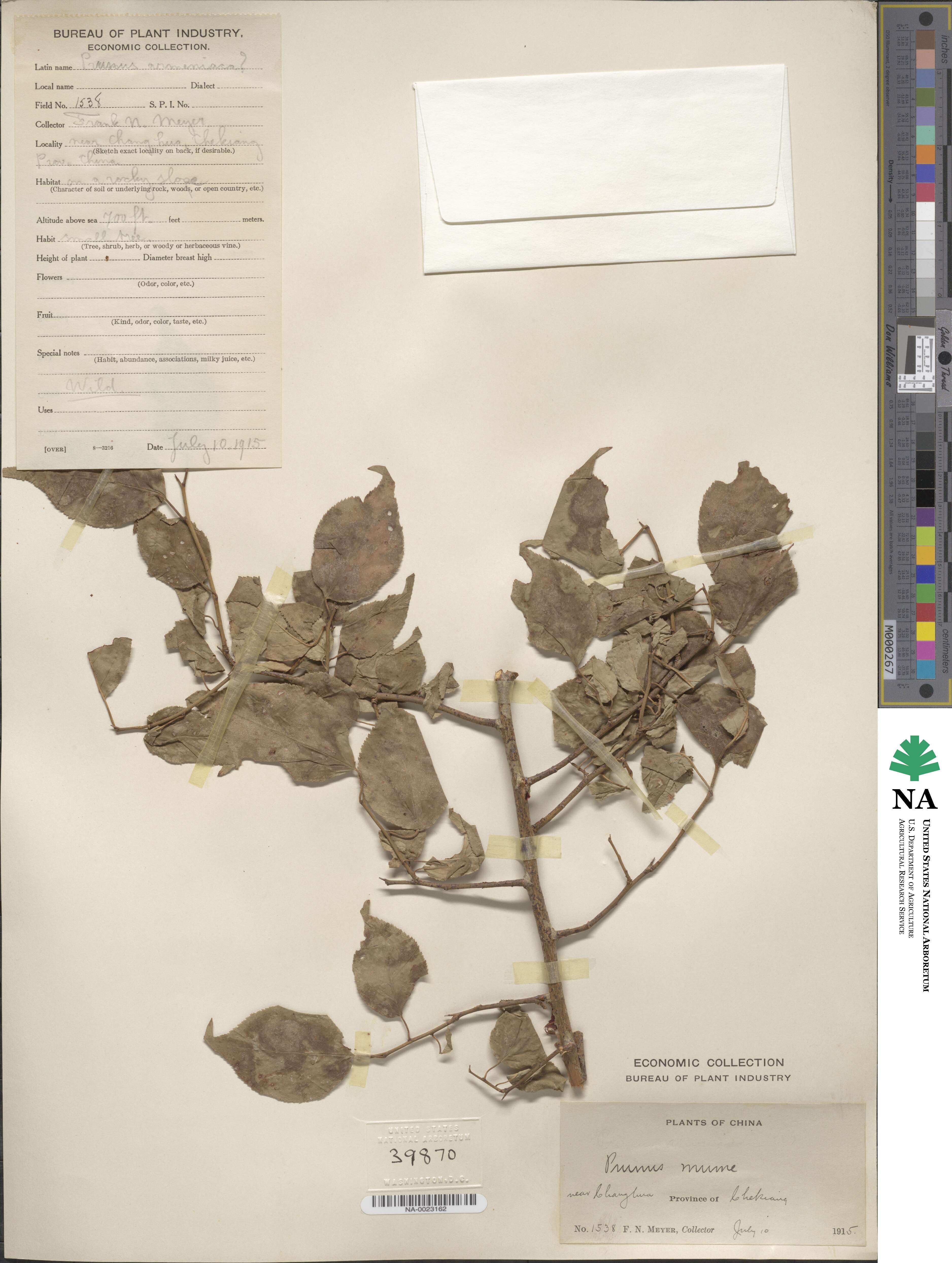 Prunus mume image
