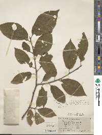 Prunus padus image