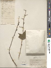 Prunus persica image