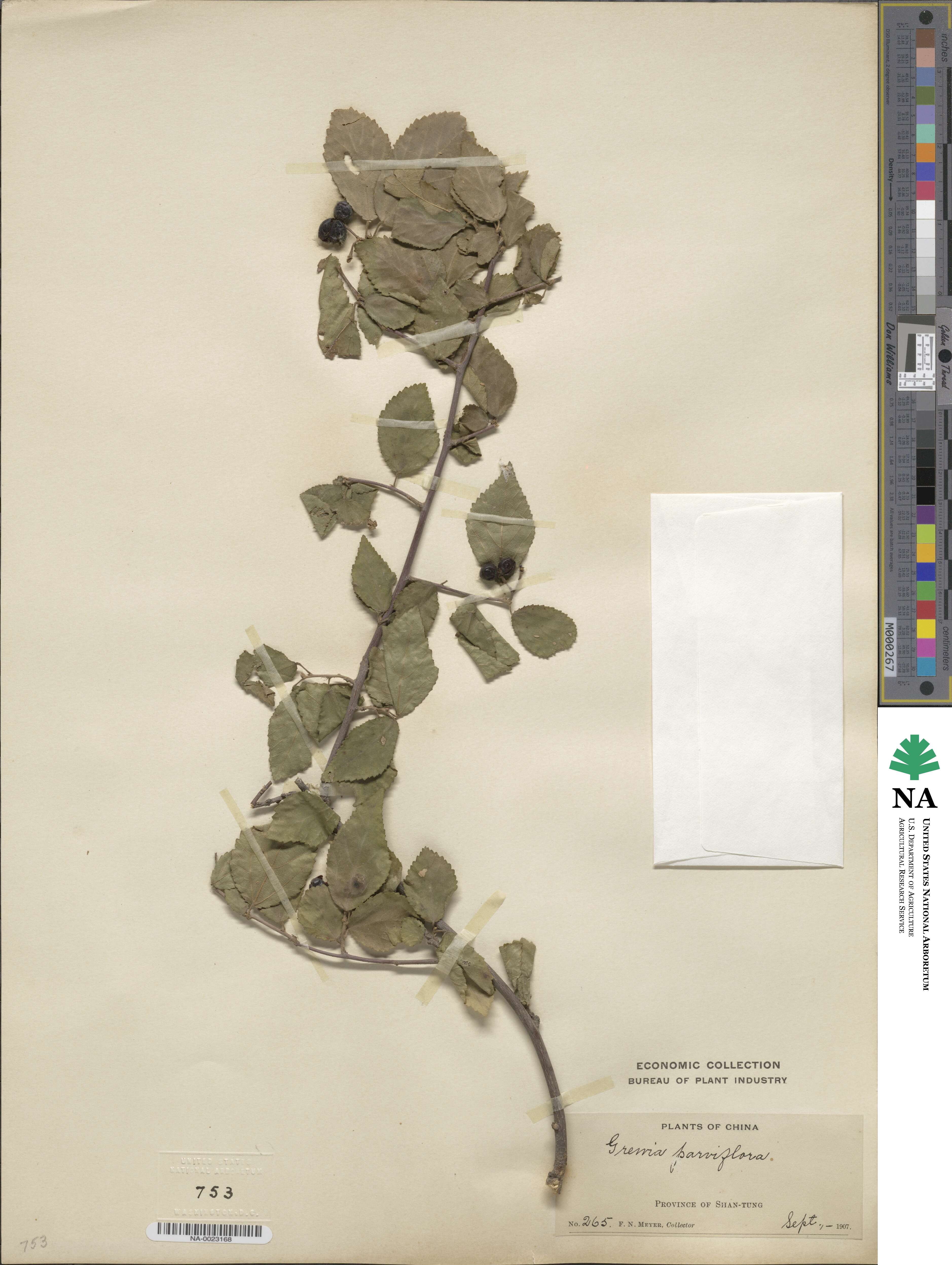 Grewia biloba image