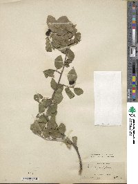 Grewia biloba var. parviflora image