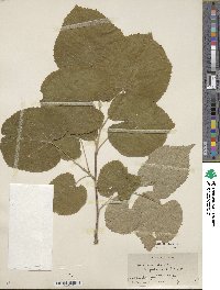 Tilia mandshurica image