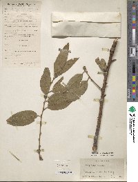 Prunus persica image