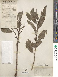 Prunus persica image