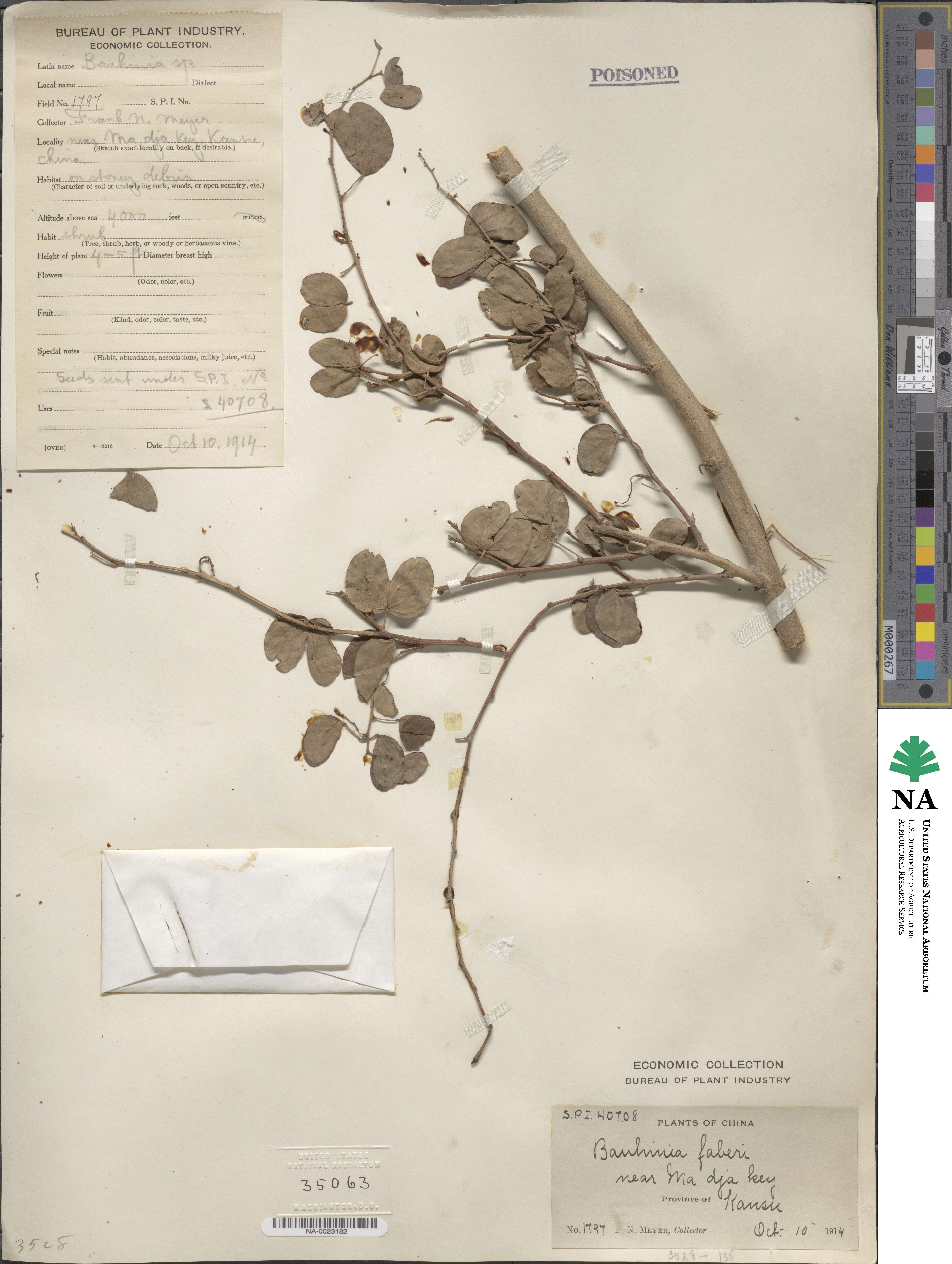 Bauhinia brachycarpa image