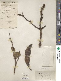 Gleditsia sinensis image