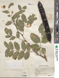 Gleditsia sinensis image