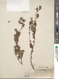 Prunus tomentosa image