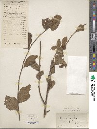 Prunus tomentosa image