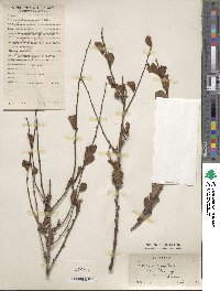 Prunus tomentosa image