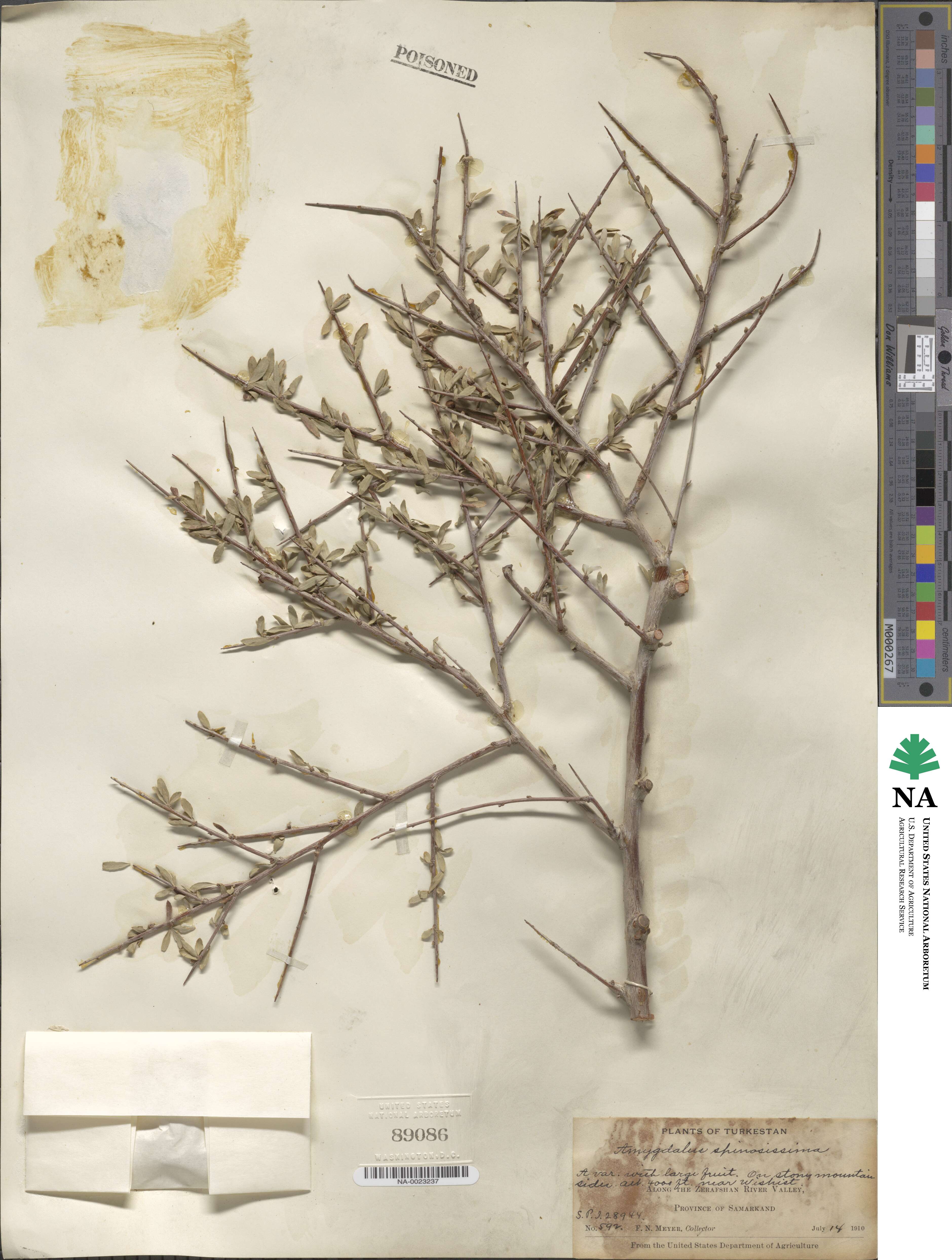 Prunus spinosissima image
