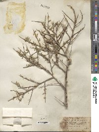 Prunus spinosissima image