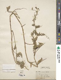 Vicia sepium image