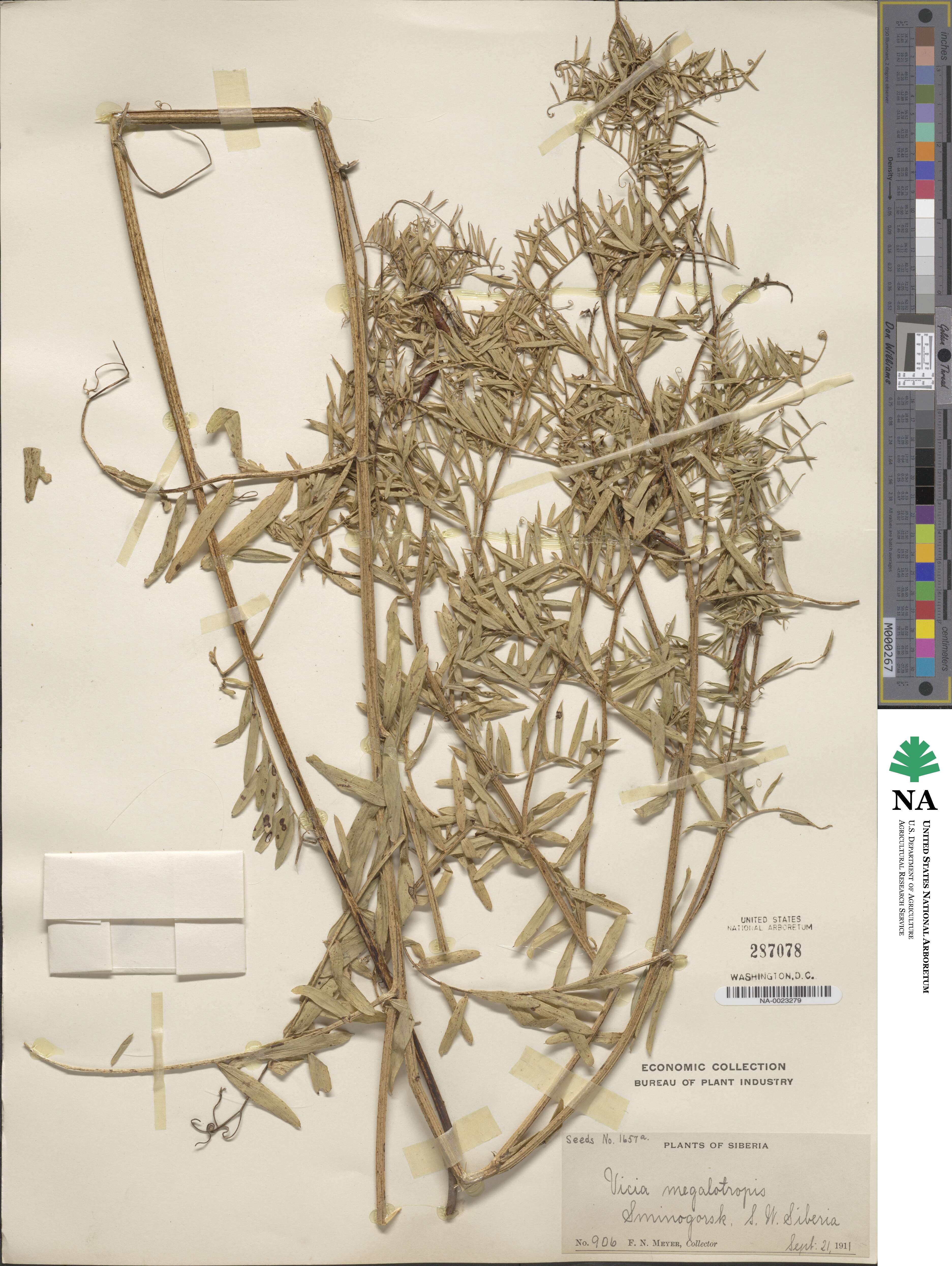 Vicia megalotropis image