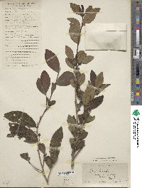 Camellia sinensis image