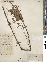 Image of Tamarix chinensis