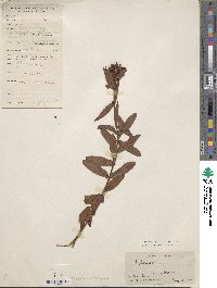 Hypericum ascyron image