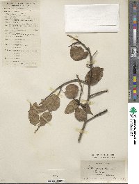 Stachyurus chinensis image