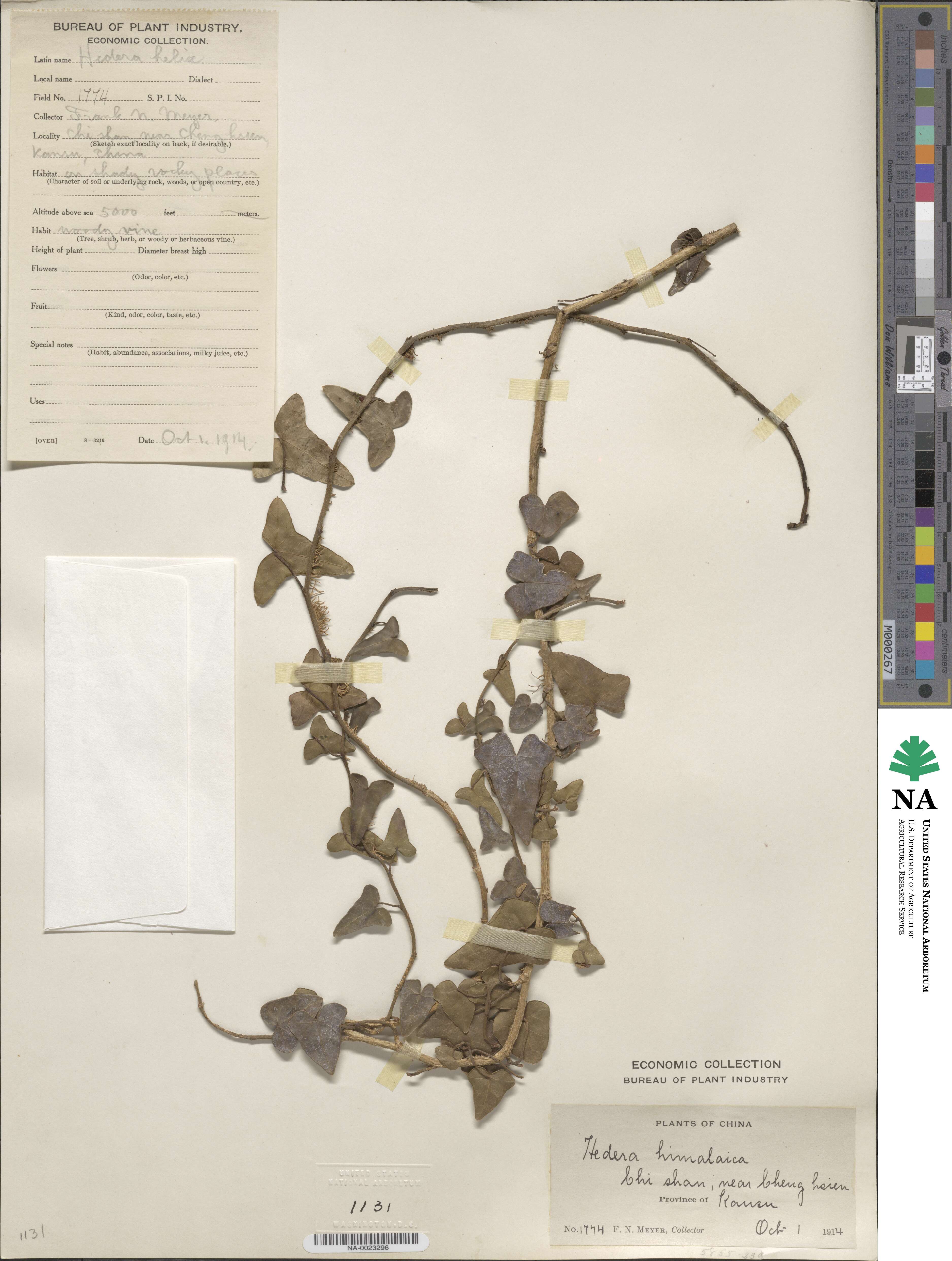 Hedera nepalensis image