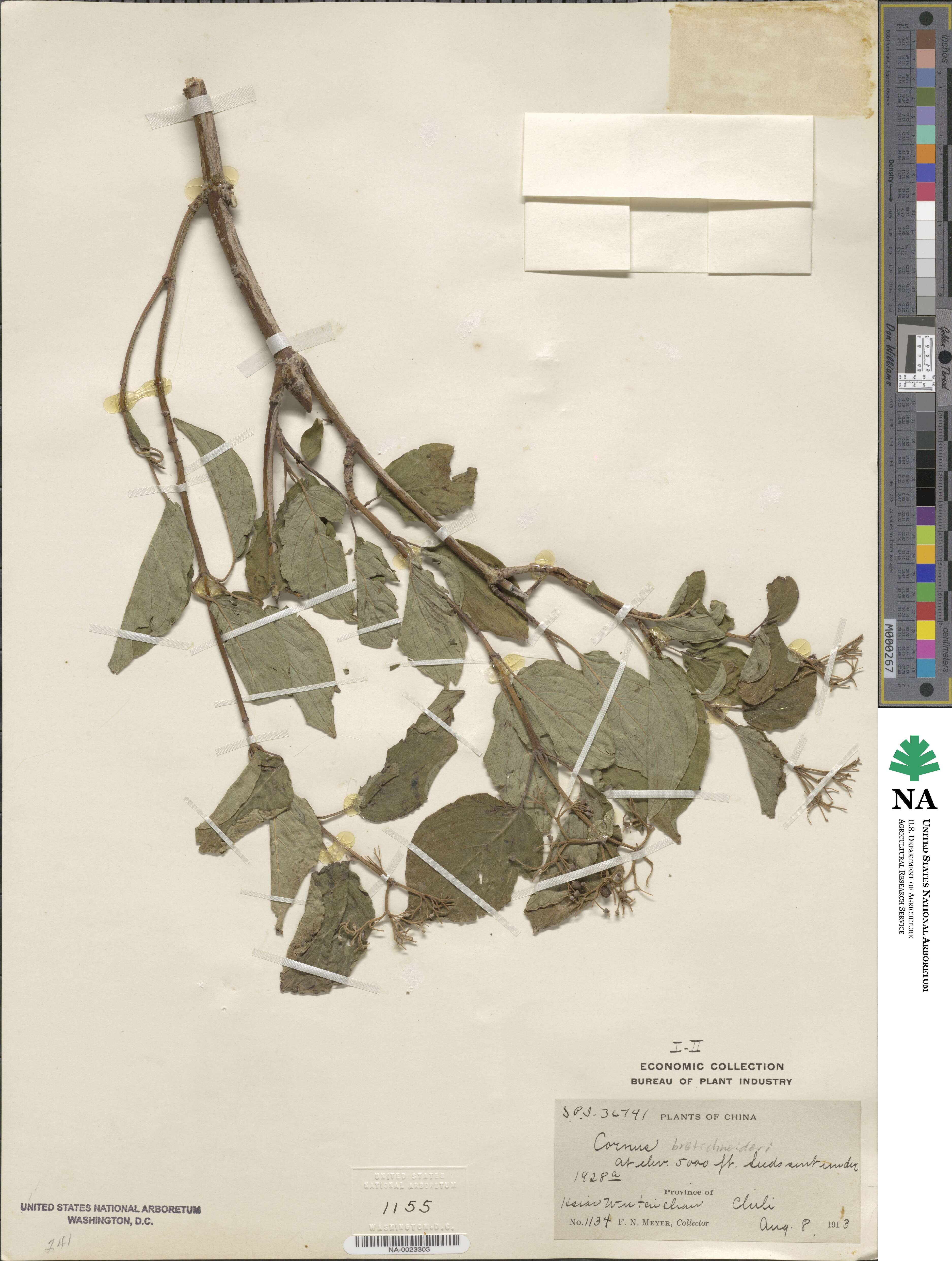 Cornus bretschneideri image