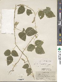 Glycine max subsp. soja image