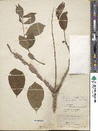 Euonymus alatus image