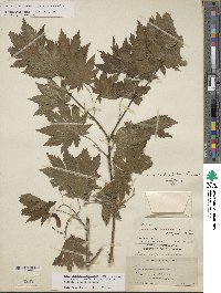 Acer pseudosieboldianum image