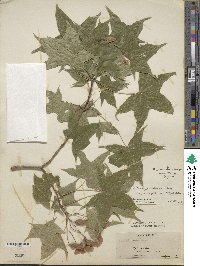 Acer truncatum image