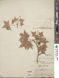 Acer truncatum image