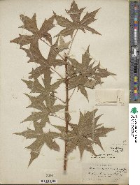 Acer truncatum image