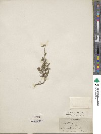 Image of Scutellaria galericulata