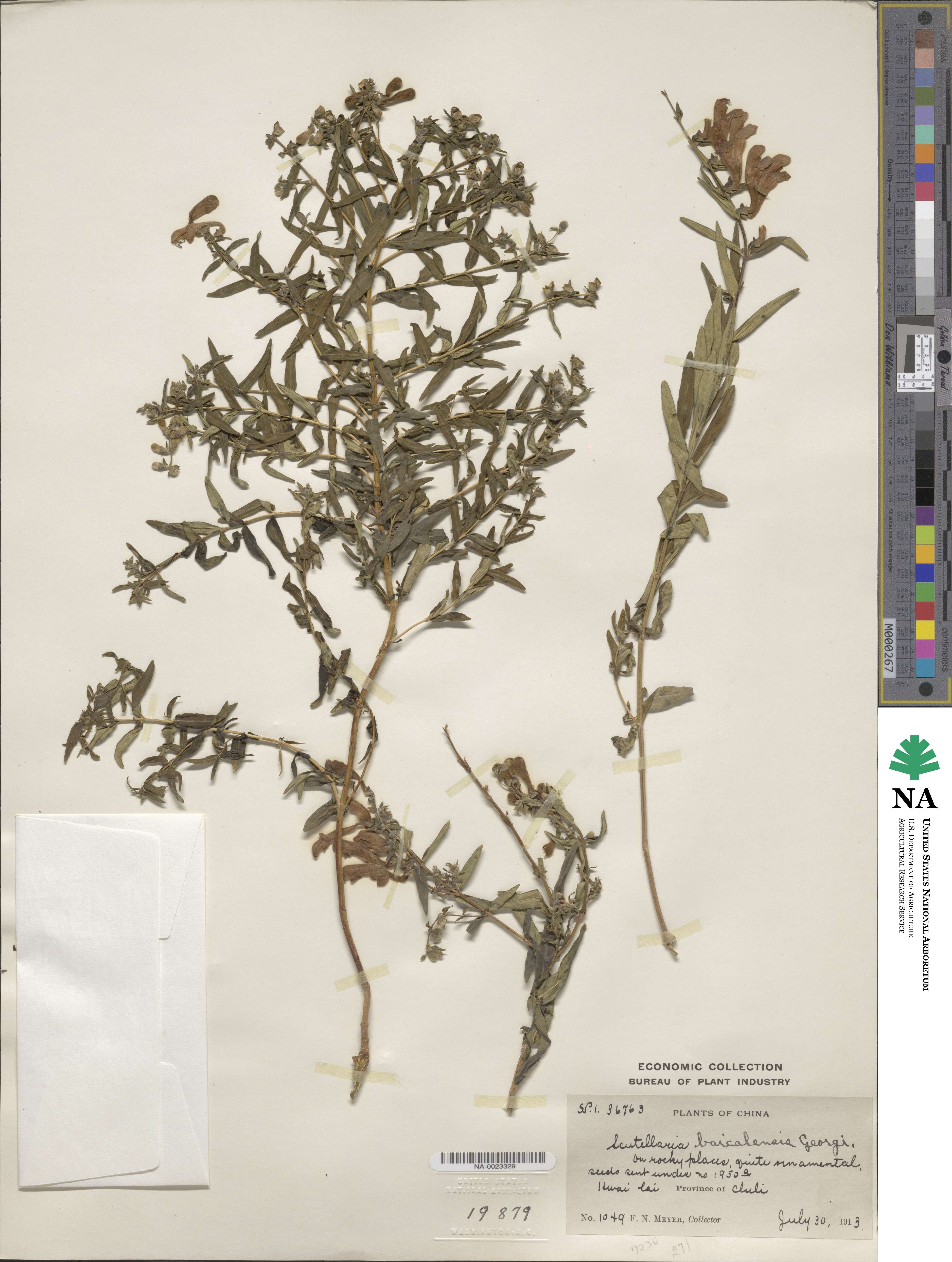 Scutellaria baicalensis image