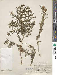 Scutellaria baicalensis image