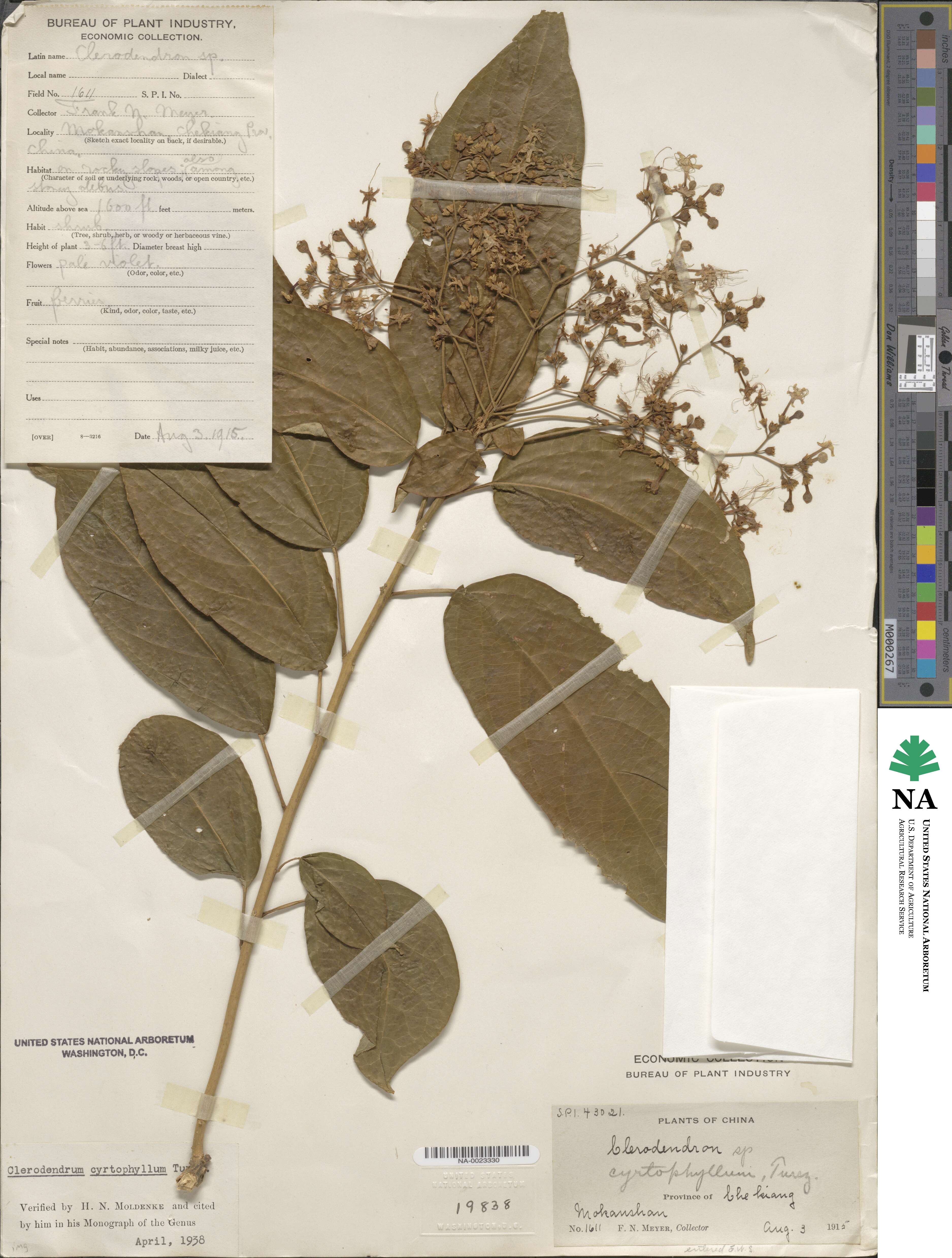 Clerodendrum cyrtophyllum image