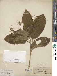 Clerodendrum cyrtophyllum image