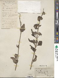 Caryopteris incana image