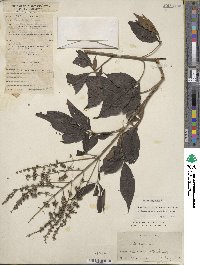 Vitex negundo image