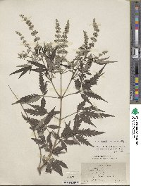 Vitex negundo var. negundo image